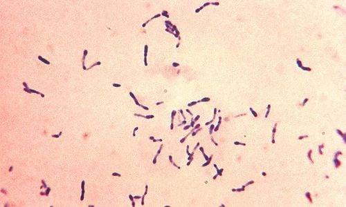 
Vi khuẩn Corynebacterium diphtheria gây ra bệnh bạch hầu
