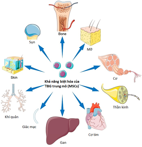 Ứng dụng lâm sàng của Tế bào gốc trung mô dây rốn trong điều trị loạn sản phế quản phổi