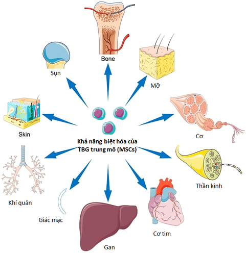 
Hình ảnh các tế bào gốc trung mô dây rốn
