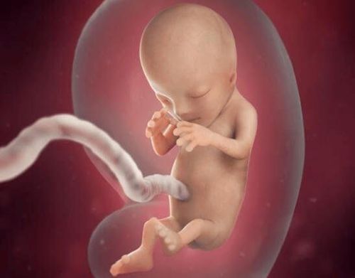 Fetal head circumference by week of pregnancy