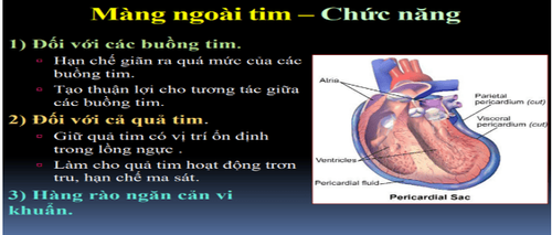 
Chức năng màng ngoài tim
