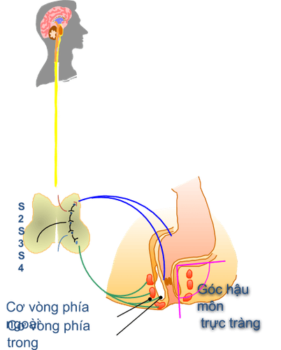 
Cơ chế sinh lý đại tiện
