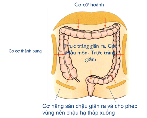 
Sự phối hợp các cơ trong quá trình tống phân
