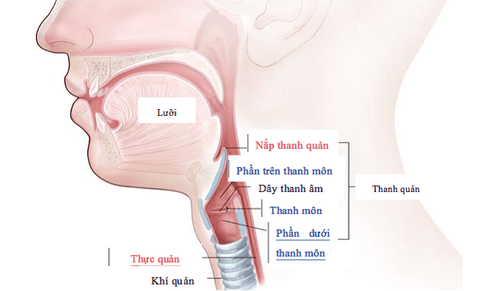 Can paralysis of the vocal cords be cured?