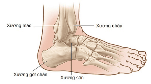 Hình ảnh giải phẫu vùng cổ chân.