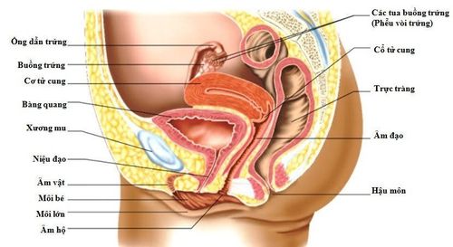 Closure of rectal-bladder fistula