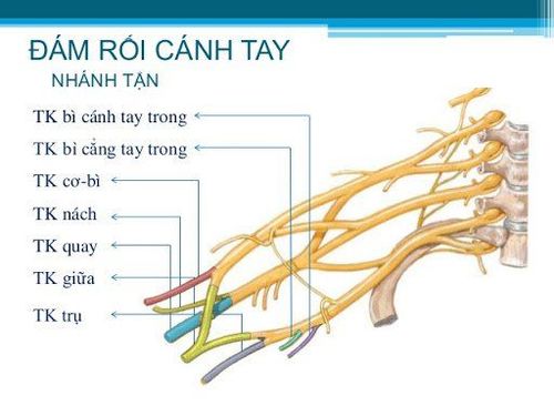 
Các dây thần kinh chi phối cảm giác cho chi trên
