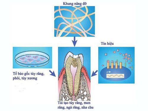 Tiềm năng ứng dụng của tế bào gốc tủy răng sữa trong y học tái tạo