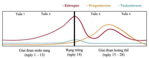 
Giai đoạn hoàng thể kéo dài từ 10 – 14 ngày.
