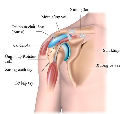 
Khớp vai đóng vai trò quan trọng trong việc thực hiện các động tác một cách linh hoạt trong hầu hết các hoạt động của cơ thể
