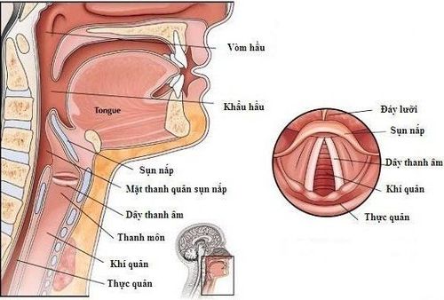 Learn about subglottic nerve fibroma