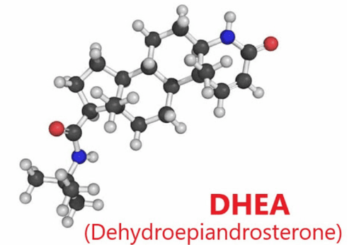 
Hormone DHEA có vai trò sản xuất estrogen và testosterone
