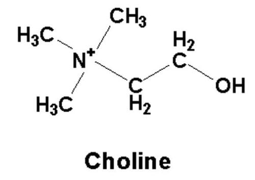 
Choline là một chất dinh dưỡng cần thiết cho cơ thể
