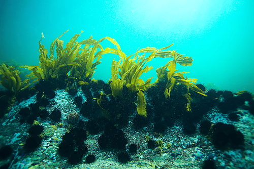 What are the benefits of eating seaweed?