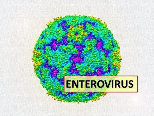 The viability of the virus causing hand, foot and mouth disease in the external environment