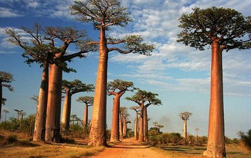 
Cây baobab chứa nhiều vi chất cần thiết cho sức khỏe của người dùng
