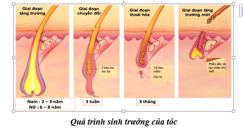 The science of hair: The hair growth cycle and how hair works