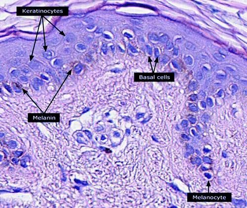 
Keratinocytes
