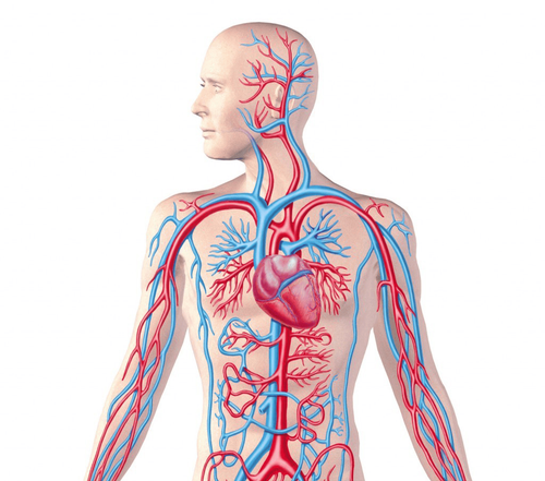 First aid for hypovolemic shock