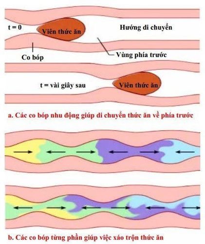 
Cách hoạt động của nhu động tiêu hóa
