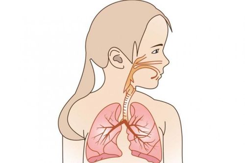 Characteristics of children's respiratory system - Part 1