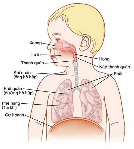 
Vị trí và cấu tạo của phổi thuộc hệ hô hấp ở trẻ nhỏ
