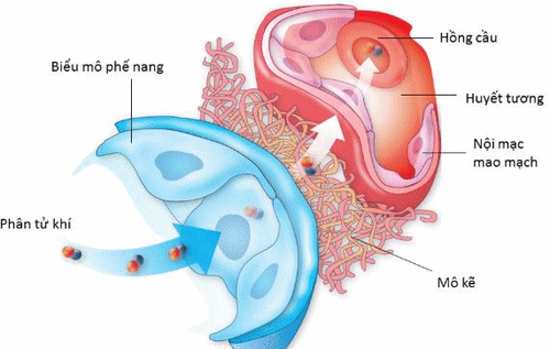 
Quá trình trao đổi khí ở phổi giữa phế nang và tế bào máu
