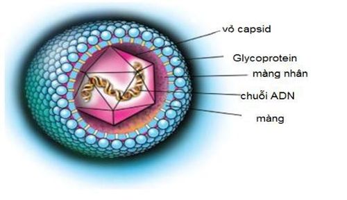 
Cấu trúc của Cytomegalovirus (CMV)
