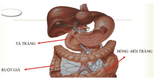 
Hình 1: Giải phẫu học của tá tràng
