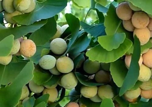 Health Benefits of Ginkgo Biloba