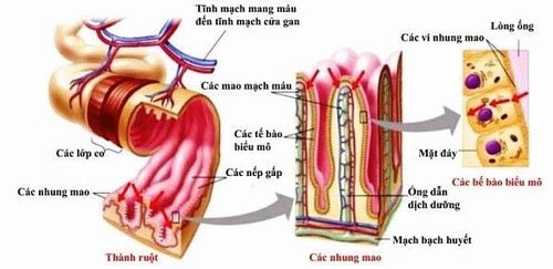 
Hình ảnh cấu tạo của ruột non
