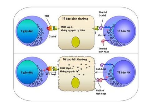 
Cơ chế nhận diện tế bào bất thường của tế bào T gây độc và tế bào NK
