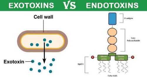 
Sự khác nhau giữa nội độc tố và ngoại độc tố vi khuẩn
