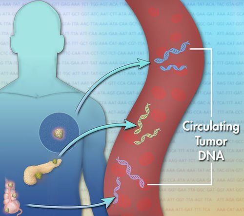 
Tế bào khối u lơ lửng trong máu (circulating tumour DNA)
