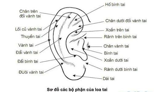 
Sơ đồ các bộ phận của loa tai
