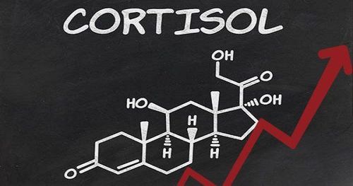 
Cortisol hỗ trợ sự tích tụ mỡ ở vùng bụng làm tăng nguy cơ mắc bệnh tiểu đường tuýp 2
