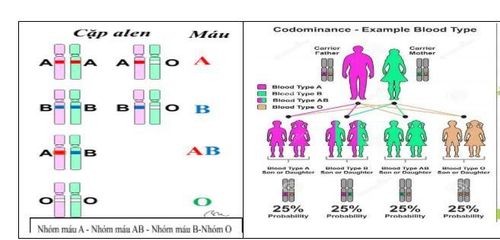 
Sơ đồ di truyền nhóm máu hệ ABO
