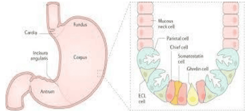 
Tế bào thành (Parietal cell) của dạ dày, nơi xảy ra các phản ứng tự miễn
