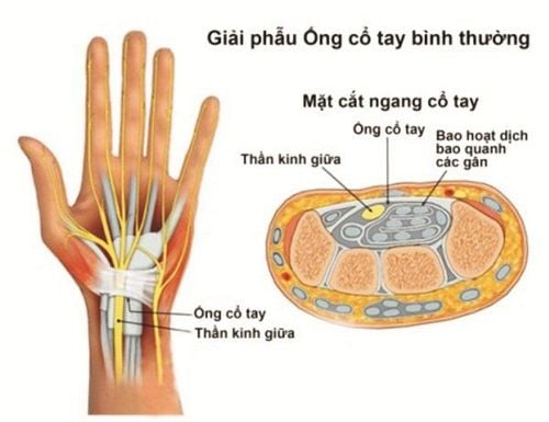 
Hình ảnh giải phẫu ống cổ tay
