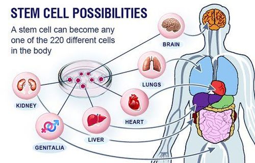 Mesenchymal stem cells overview - Part 1