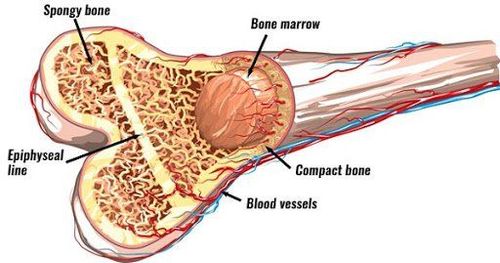 
Tủy xương là một bộ phận có chứa tế bào gốc trung mô
