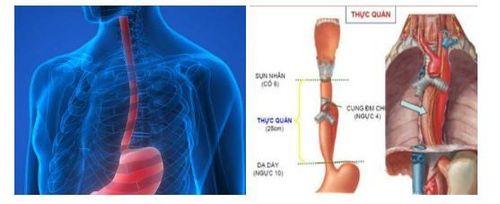 
Hình 1: Vị trí của thực quản trong lồng ngực
