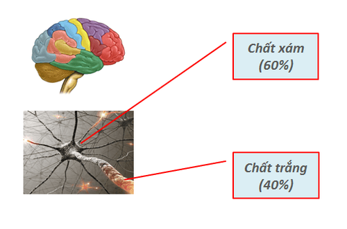 
Hình ảnh minh họa chất trắng và chất xám trong não
