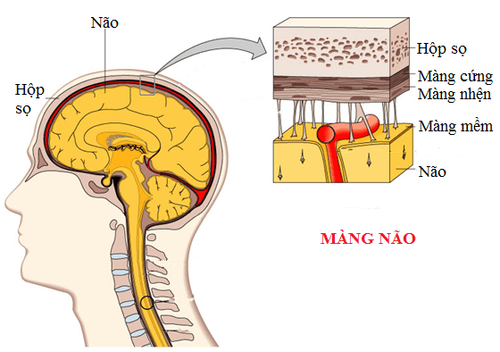 
Hình ảnh giải phẫu màng não
