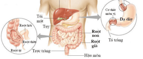 
Vị trí của dạ dày, ruột non, đại trực tràng trong ổ bụng
