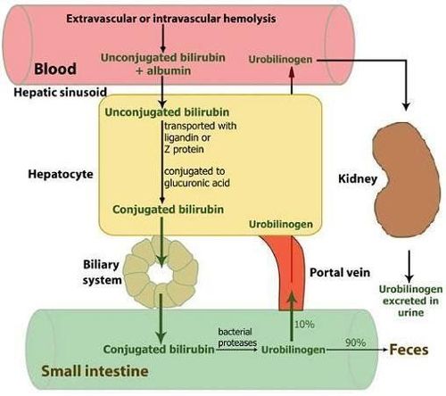 Meaning of some paraclinical tests of the hepatobiliary system