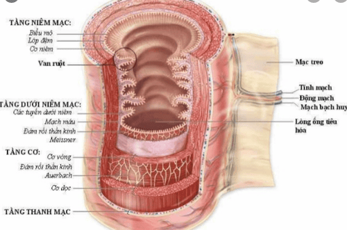 
Cấu tạo thành ống tiêu hoá – U dưới niêm là những cấu trúc nằm dưới lớp niêm mạc
