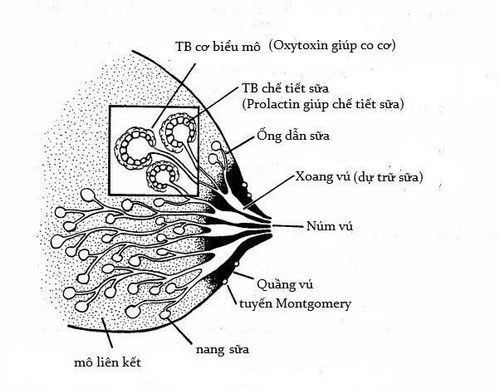 
Khi mang thai, vú của người mẹ đã sẵn sàng để sản xuất sữa.
