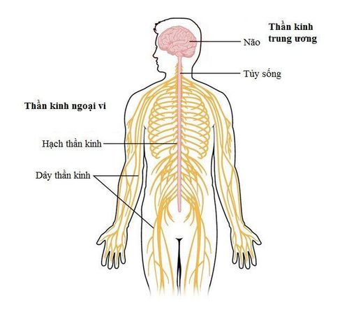 Các xét nghiệm chẩn đoán bệnh lao hệ thần kinh trung ương