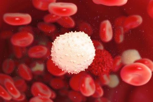 Bạch cầu tăng giảm thất thường có nguy cơ ung thư máu không?